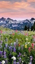 Flowers,Mountains,Landscape per Xiaomi Redmi 1s