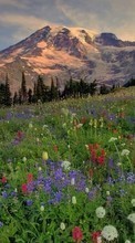 Scaricare immagine Flowers,Mountains,Landscape sul telefono gratis.