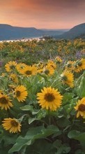 Scaricare immagine Flowers, Mountains, Landscape, Sunflowers, Fields, Plants sul telefono gratis.