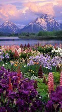Scaricare immagine Flowers, Mountains, Nature, Plants sul telefono gratis.