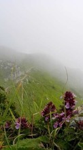 Scaricare immagine Flowers, Mountains, Landscape, Plants sul telefono gratis.