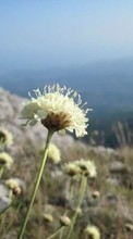 Scaricare immagine Flowers, Mountains, Plants sul telefono gratis.