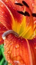 Scaricare immagine Flowers, Caterpillars, Plants, Animals sul telefono gratis.