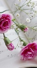 Flowers, Carnations, Plants