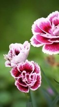 Scaricare immagine Flowers, Carnations, Plants sul telefono gratis.