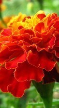 Scaricare immagine Flowers, Carnations, Plants sul telefono gratis.