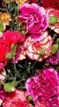 Scaricare immagine Flowers,Carnations,Plants sul telefono gratis.