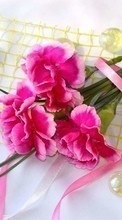 Scaricare immagine Plants, Flowers, Carnations sul telefono gratis.