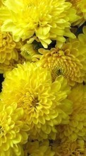 Scaricare immagine 240x400 Plants, Flowers, Chrysanthemum sul telefono gratis.