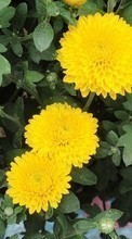 Scaricare immagine 320x240 Plants, Flowers, Chrysanthemum sul telefono gratis.