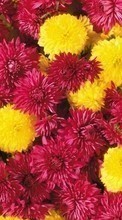 Scaricare immagine 1024x600 Plants, Flowers, Chrysanthemum sul telefono gratis.