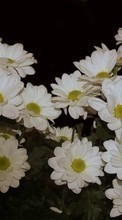 Scaricare immagine 128x160 Plants, Flowers, Chrysanthemum sul telefono gratis.