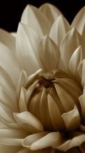 Scaricare immagine 320x480 Plants, Flowers, Chrysanthemum sul telefono gratis.