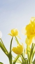 Scaricare immagine Plants, Flowers, Tulips, Clear Sky sul telefono gratis.