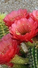 Scaricare immagine Flowers, Cactuses, Plants sul telefono gratis.