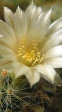 Scaricare immagine Flowers,Cactuses,Plants sul telefono gratis.