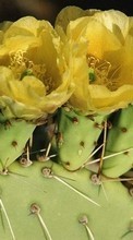 Scaricare immagine Plants, Cactuses, Flowers sul telefono gratis.