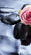 Scaricare immagine Flowers, Stones, Plants, Roses, Water sul telefono gratis.