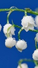 Scaricare immagine Flowers, Drops, Lily of the valley, Plants sul telefono gratis.