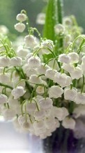 Scaricare immagine Flowers, Drops, Lily of the valley, Plants sul telefono gratis.