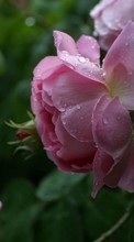 Scaricare immagine Plants, Flowers, Roses, Drops sul telefono gratis.