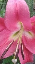 Scaricare immagine Plants, Flowers, Lilies, Drops sul telefono gratis.