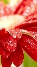 Scaricare immagine Plants, Flowers, Water, Drops sul telefono gratis.