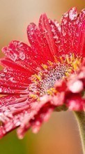 Scaricare immagine Flowers, Drops, Plants sul telefono gratis.
