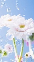 Scaricare immagine Flowers, Drops, Plants sul telefono gratis.