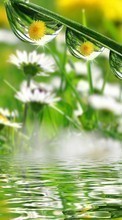 Scaricare immagine Flowers,Drops,Plants sul telefono gratis.