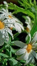 Scaricare immagine Plants, Flowers, Camomile, Drops sul telefono gratis.