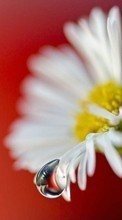 Scaricare immagine Flowers, Drops, Plants, Camomile sul telefono gratis.