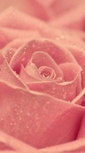Scaricare immagine Flowers, Drops, Plants, Roses sul telefono gratis.