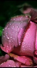Scaricare immagine Flowers, Drops, Plants, Roses sul telefono gratis.