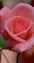 Scaricare immagine Flowers,Drops,Plants,Roses sul telefono gratis.