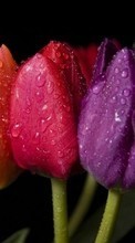 Scaricare immagine 1024x768 Flowers, Drops, Plants, Tulips sul telefono gratis.
