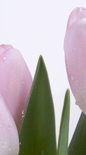 Scaricare immagine Flowers, Drops, Plants, Tulips sul telefono gratis.