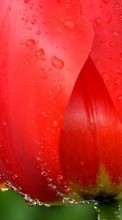 Scaricare immagine 1280x800 Plants, Flowers, Tulips, Drops sul telefono gratis.