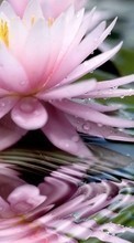 Scaricare immagine Flowers, Drops, Plants, Water sul telefono gratis.