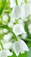 Scaricare immagine Plants, Flowers, Bluebells sul telefono gratis.