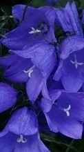 Scaricare immagine 1080x1920 Plants, Flowers, Bluebells sul telefono gratis.