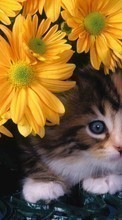 Scaricare immagine 320x480 Animals, Cats, Flowers sul telefono gratis.