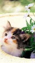Scaricare immagine 128x160 Animals, Cats, Flowers sul telefono gratis.
