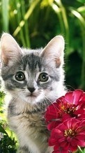 Scaricare immagine Animals, Plants, Cats, Flowers sul telefono gratis.