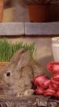 Scaricare immagine Animals, Flowers, Roses, Rabbits sul telefono gratis.