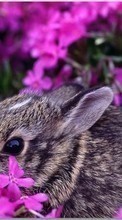Scaricare immagine Flowers, Rabbits, Animals sul telefono gratis.