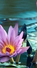 Scaricare immagine Flowers,Water lilies,Plants sul telefono gratis.