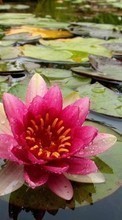 Scaricare immagine Flowers, Water lilies, Plants, Water sul telefono gratis.