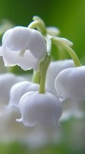 Scaricare immagine Flowers, Lily of the valley, Plants sul telefono gratis.