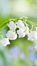 Scaricare immagine Flowers, Lily of the valley, Plants sul telefono gratis.